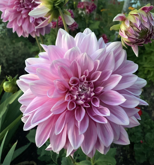 Dahlias